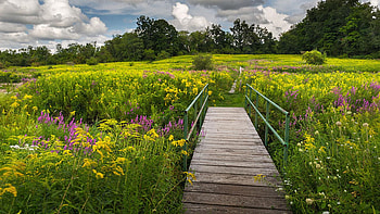 Summer Field of Wildflowers, Connecticut, blossoms, clouds, landscape, bridge, sky, usa HD wallpaper