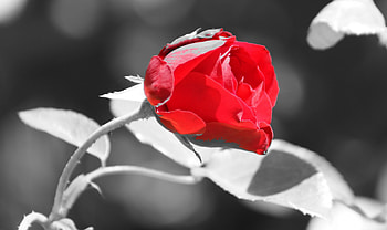 Rose, color, red, flower HD wallpaper