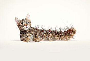 Cat-erpillar, pisica, animal, caterpillar, creative, white, fantasy, cat, funny HD wallpaper