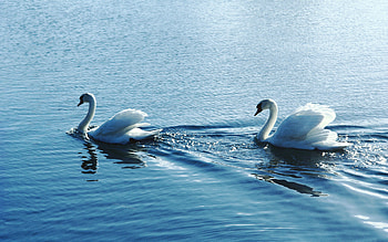 Swan 47119, Swan 47119, Swan 47119, Swan HD wallpaper