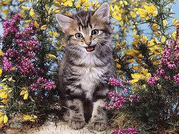 Animals, Flowers, Kitty, Kitten, Scream, Cry HD wallpaper