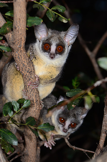 Couple, Bush Baby (Galago) HD phone wallpaper