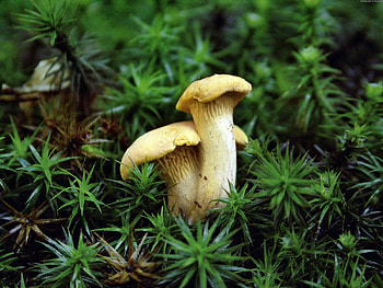 Nature, Grass, Chanterelles, Foxes, Edible HD wallpaper
