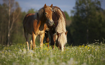 Animals, Horses HD wallpaper
