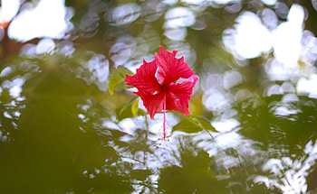Bloom, Flowers, Water, Glare, Flowering, Hibiscus HD wallpaper