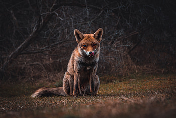 Fox, predator, animal HD wallpaper