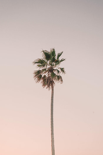 Sky, Wood, Tree, Minimalism, Palm HD phone wallpaper