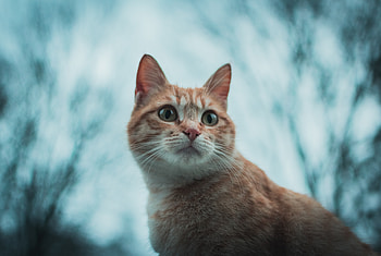 Feline, pet cat, animal HD wallpaper