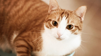 Animals, Cat, Striped, Stroll HD wallpaper