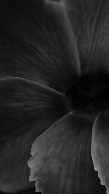 Black Flowers, Black And White, Petals HD phone wallpaper