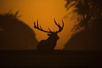 Deer Silhouette , deer, animals, silhouette HD wallpaper