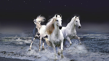 Animals, Horses, Sea, Waves HD wallpaper