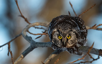 Owl, animal, nature, bird HD wallpaper