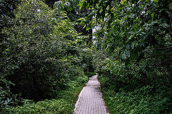 Into the jungle HD wallpaper
