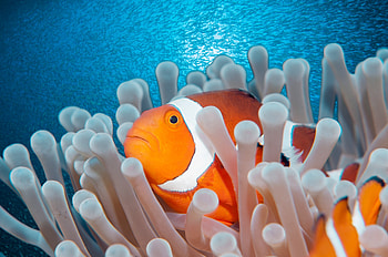 Clownfish, Aquarium, Fish, From HD wallpaper