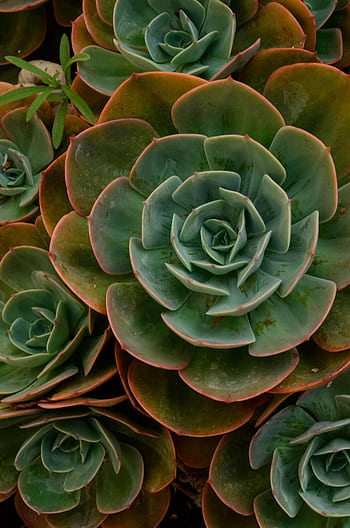 Vibrant green succulent plants captured in a lush garden setting, showcasing natural beauty. HD phone wallpaper