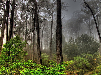 Landscape, Nature, Trees HD wallpaper