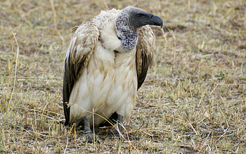 Majestic vulture, graphic beauty, Admirable predator, Nature's HD wallpaper