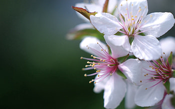 Flower, Plant, Macro, Bloom, Flowering, Spring HD wallpaper