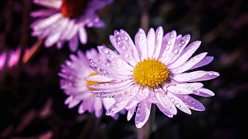 flower, macro HD wallpaper