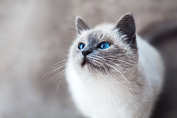 Animals, Cat, Sight, Opinion, Blue-Eyed, Blue Eyed HD wallpaper
