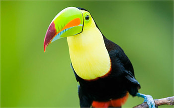 Aesthetic , Colourful toucan, Nature graphy, Stunning bird HD wallpaper