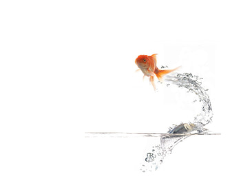 Nice Fish, jump fish HD wallpaper
