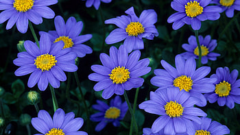 Flowers, Petals, Close-Up, Pollen HD wallpaper