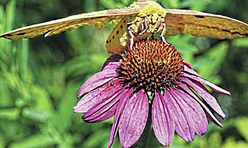 Moth, a, sits, on, flower HD wallpaper