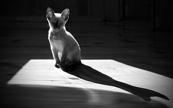 Animals, Kitty, Kitten, Shadow, Grey, Bw, Chb HD wallpaper