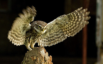 Animals, Owl, Bird, Wings, Wave, Sweep HD wallpaper
