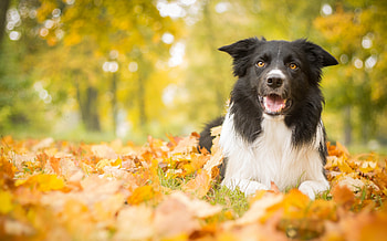 Animals, Autumn, Leaves, Lies, Dog HD wallpaper