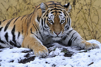Animals, Snow, To Lie Down, Lie, Predator, Sight, Opinion, Tiger, Paw HD wallpaper