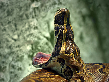 READY FOR FEAST, snake, open, wide, mouth HD wallpaper