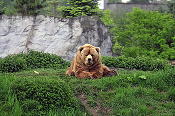 Animals, Grass, To Lie Down, Lie, Brown, Bear, Cool HD wallpaper