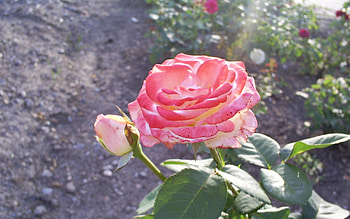 Plants, Flowers, Roses HD wallpaper