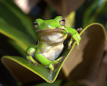 HERE'S LOOKIN AT YOU, green, amphibian, vertebrate, cold blooded, frog HD wallpaper
