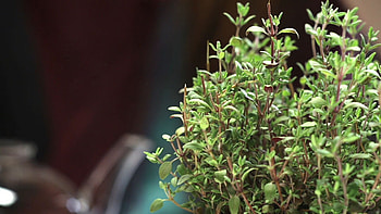 Culinary and medicinal thyme, Herbal remedies, Therapeutic properties, Britannica's insights HD wallpaper