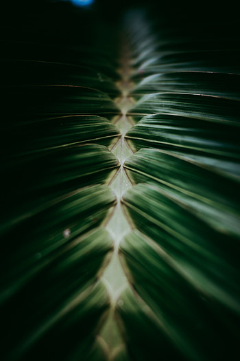 Leaves, Plant, Macro, Dark HD phone wallpaper