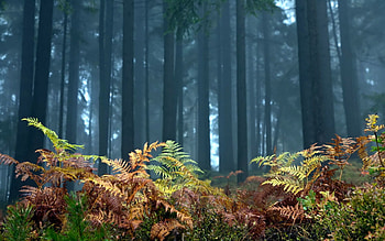 Nature, Trees, Autumn, Fern, Forest, Foreground HD wallpaper