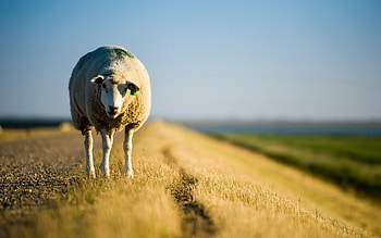 Ultra sheep , Herd in the field, Majestic presence, Natural beauty HD wallpaper
