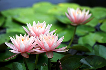 Flowers, Leaves, Water Lilies, Blur, Smooth, Close-Up, Pond HD wallpaper