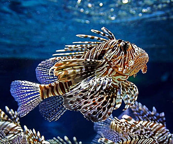 magic underwater world, underwater world, magic HD wallpaper