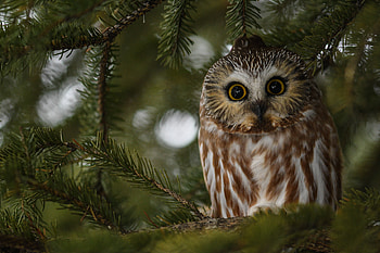 Owl Bird, owl, birds HD wallpaper