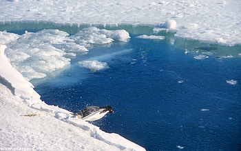 Antarctica HD wallpaper