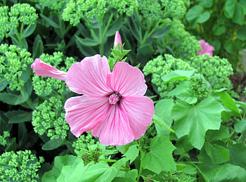 Flowers, Flower, Bloom, Flowering, Greens, Flower Bed, Flowerbed, Lavatera HD wallpaper