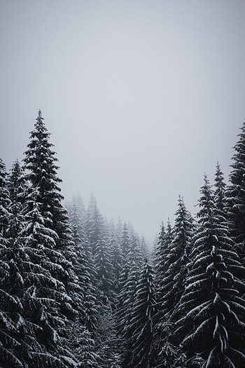 Winter, Nature, Trees, Snow, Fir-Trees, Snowstorm HD phone wallpaper