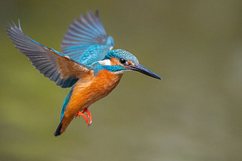 Kingfisher, Bird graphy, Exquisite details, Wings in motion HD wallpaper