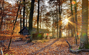 House, Nature, Trees, Autumn, Shine, Light, Forest, Leaf Fall, Fall, October HD wallpaper