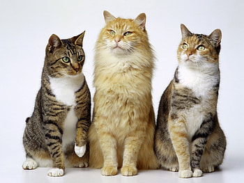 Animals, Cats HD wallpaper